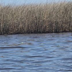 La presencia de numerosos ejemplares y peces que ya alcanzan tallas interesantes constituye una señal alentadora pensando en los próximos meses.