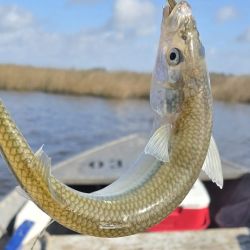 La presencia de numerosos ejemplares y peces que ya alcanzan tallas interesantes constituye una señal alentadora pensando en los próximos meses.