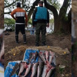 La utilización de redes enmalladoras y la captura de numerosas especies en un sector vedado para la actividad comercial volvió así a poner el foco sobre los controles destinados a combatir la pesca ilegal y proteger los recursos pesqueros del sistema del río Paraná.