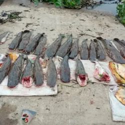 La utilización de redes enmalladoras y la captura de numerosas especies en un sector vedado para la actividad comercial volvió así a poner el foco sobre los controles destinados a combatir la pesca ilegal y proteger los recursos pesqueros del sistema del río Paraná.