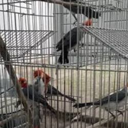 Efectivos de la Gendarmería Nacional interceptaron un cargamento clandestino de fauna silvestre compuesto por 227 aves autóctonas 
