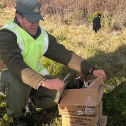 El procedimiento se llevó a cabo cuando los uniformados inspeccionaron un vehículo particular que circulaba en sentido norte-sur en la Ruta 12, a la altura de Ceibas. 