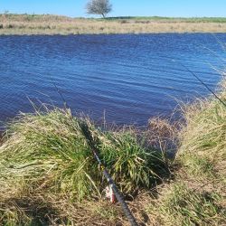 No es una pesca para impacientes porque el comportamiento del pejerrey en Las Gallinas también tiene sus particularidades. Tampoco se trata de pique constante. El pez hace sus pasadas y hay que saber esperarlo. 