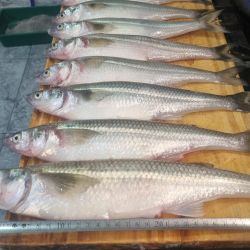 No es una pesca para impacientes porque el comportamiento del pejerrey en Las Gallinas también tiene sus particularidades. Tampoco se trata de pique constante. El pez hace sus pasadas y hay que saber esperarlo. 