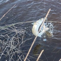No es una pesca para impacientes porque el comportamiento del pejerrey en Las Gallinas también tiene sus particularidades. Tampoco se trata de pique constante. El pez hace sus pasadas y hay que saber esperarlo. 
