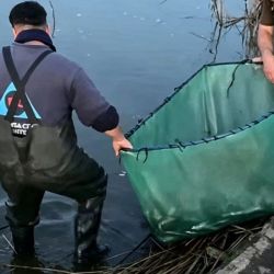 Pese al fuerte impacto visual que produjo la acumulación de peces, desde el Municipio señalaron que no se registró una mortandad masiva y que la gran mayoría de los pejerreyes pudo ser devuelta con vida al agua.
