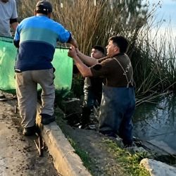Pese al fuerte impacto visual que produjo la acumulación de peces, desde el Municipio señalaron que no se registró una mortandad masiva y que la gran mayoría de los pejerreyes pudo ser devuelta con vida al agua.