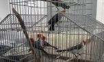 Rescatan a una gran cantidad de aves silvestres transportadas de forma clandestina