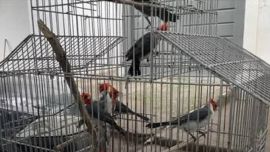 Efectivos de la Gendarmería Nacional interceptaron un cargamento clandestino de fauna silvestre compuesto por 227 aves autóctonas