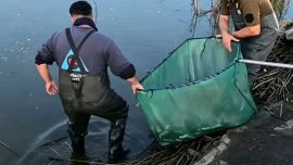 Pese al fuerte impacto visual que produjo la acumulación de peces, desde el Municipio señalaron que no se registró una mortandad masiva y que la gran mayoría de los pejerreyes pudo ser devuelta con vida al agua.