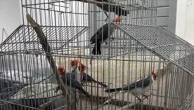 3108_aves