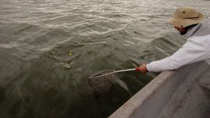 3108_pesca
