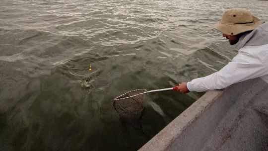 Veda del pejerrey 2026: días habilitados, lagunas, cupos y todo lo que debe saber el pescador