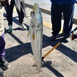 Los primeros registros contemporáneos en aguas vinculadas con el Río de la Plata comenzaron a conocerse hacia finales de la década de 1990. Una de las hipótesis más difundidas relaciona su aparición con establecimientos dedicados a la cría de esturiones para la producción de caviar en Uruguay.