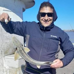 Los primeros registros contemporáneos en aguas vinculadas con el Río de la Plata comenzaron a conocerse hacia finales de la década de 1990. Una de las hipótesis más difundidas relaciona su aparición con establecimientos dedicados a la cría de esturiones para la producción de caviar en Uruguay.