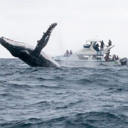 Imagen de una ballena jorobada saltando fuera del agua cerca de una embarcación turística durante una jornada de avistamiento frente a Puerto López, en la provincia de Manabí, Ecuador. | Foto:Xinhua/Ricardo Landeta