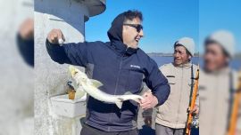 Los primeros registros contemporáneos en aguas vinculadas con el Río de la Plata comenzaron a conocerse hacia finales de la década de 1990. Una de las hipótesis más difundidas relaciona su aparición con establecimientos dedicados a la cría de esturiones para la producción de caviar en Uruguay.