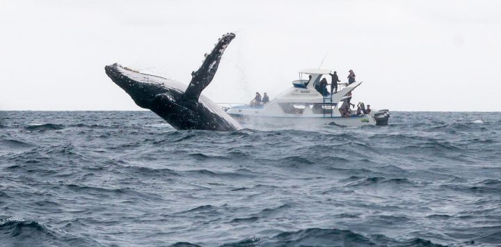 Imagen de una ballena jorobada saltando fuera del agua cerca de una embarcación turística durante una jornada de avistamiento frente a Puerto López, en la provincia de Manabí, Ecuador.