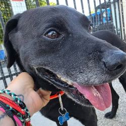 Perder una mascota puede convertirse en una situación angustiante
