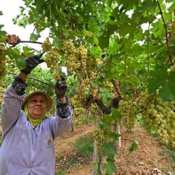 Un trabajador cosecha uvas en un viñedo en Mateur, Túnez. | Foto:FETHI BELAID / AFP