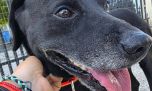 Rescatistas platenses lanzan un sistema inteligente de identificación para perros y gatos