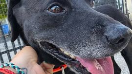 Perder una mascota puede convertirse en una situación angustiante
