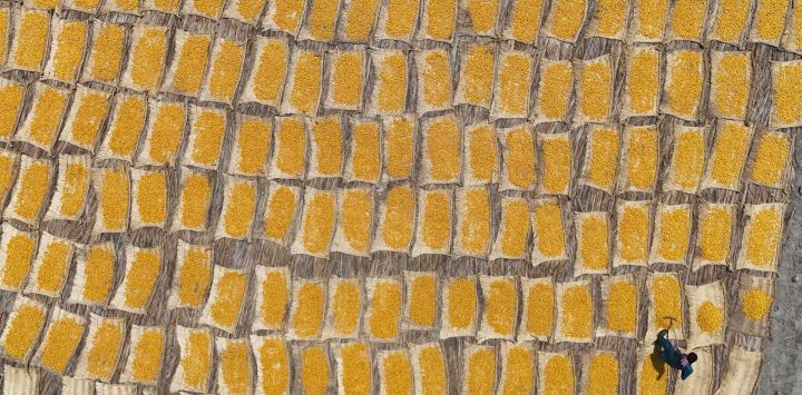 Esta fotografía aérea muestra dátiles secándose en un campo cerca de un palmeral en Khairpur, en la provincia de Sindh, Pakistán.