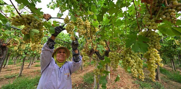 Un trabajador cosecha uvas en un viñedo en Mateur, Túnez.