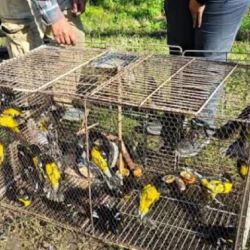 Entre los ejemplares decomisados había aves passeriformes conocidas como Rey del Bosque y Reinamora