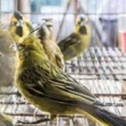 Las autoridades del área de fiscalización constataron que los animales presentaban un severo cuadro de estrés por el cautiverio prolongado.