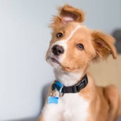 Se trata de un novedoso sistema digital basado en códigos QR adheridos a chapitas identificatorias para agilizar y facilitar el rastreo y reencuentro de perros y gatos extraviados