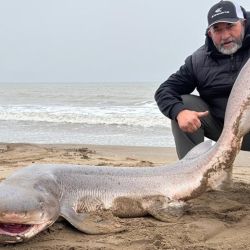 Entre las especies que ya comenzaron a aparecer se encuentra el gatopardo, uno de los que habitualmente prolonga su presencia durante buena parte de la temporada y que, por estos días, empezó a regalar las primeras grandes emociones.