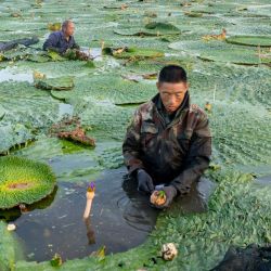 Agricultores cosechan fruta de gorgona en la aldea de Shenyu, en Taizhou, provincia de Jiangsu, al este de China. | Foto:CN-STR / AFP