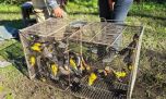 Liberan a 40 aves exóticas que estaban cautivas como mascotas en Tucumán