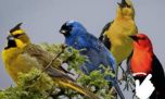 Así buscan proteger los Monumentos Naturales provinciales en Entre Ríos