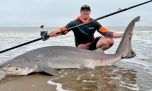 Las señales no fallaron: los grandes tiburones volvieron a las costas de San Clemente