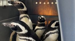 Pingüinos 