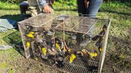 Entre los ejemplares decomisados había aves passeriformes conocidas como Rey del Bosque y Reinamora