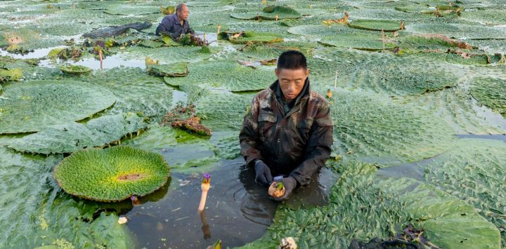 Agricultores cosechan fruta de gorgona en la aldea de Shenyu, en Taizhou, provincia de Jiangsu, al este de China.