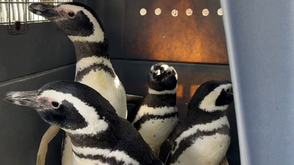 Pingüinos 