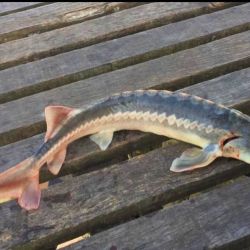 A diferencia de lo que ocurre con numerosas especies cuya pesca deportiva promueve la devolución, en este caso los científicos solicitan expresamente conservar el ejemplar y comunicarse con el equipo de investigación.