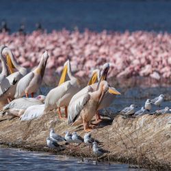 Imagen de aves descansando en el lago Nakuru en el Gran Valle del Rift, en el condado de Nakuru, Kenia. El Gran Valle del Rift, una importante formación geográfica que se extiende por el este de África, alberga numerosos lagos. | Foto:Xinhua/Xie Jianfei