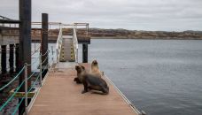 Islas Malvinas