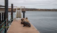 Islas Malvinas