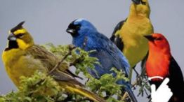 0409_AVES