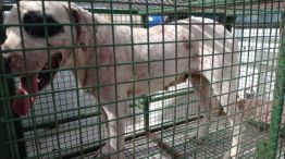 Brutal ataque de dogos en Córdoba