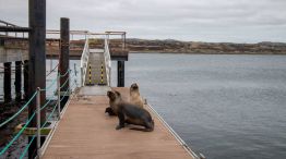 Islas Malvinas