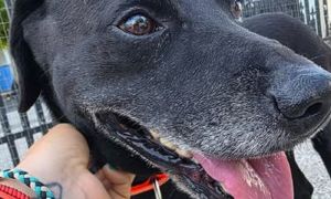 0409_perros