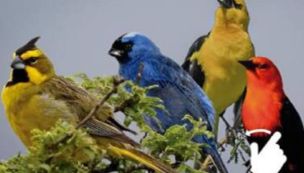 0409_AVES