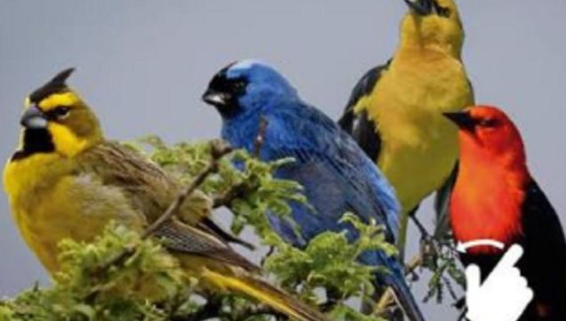 0409_AVES
